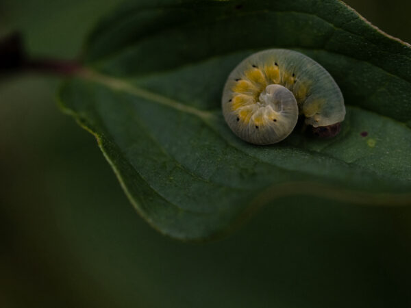 Getting Cosy with Mother Nature by Saharla Gibson